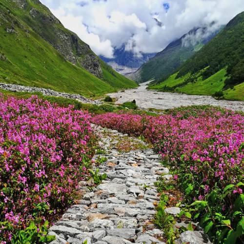 valley_of_flower_national_park_