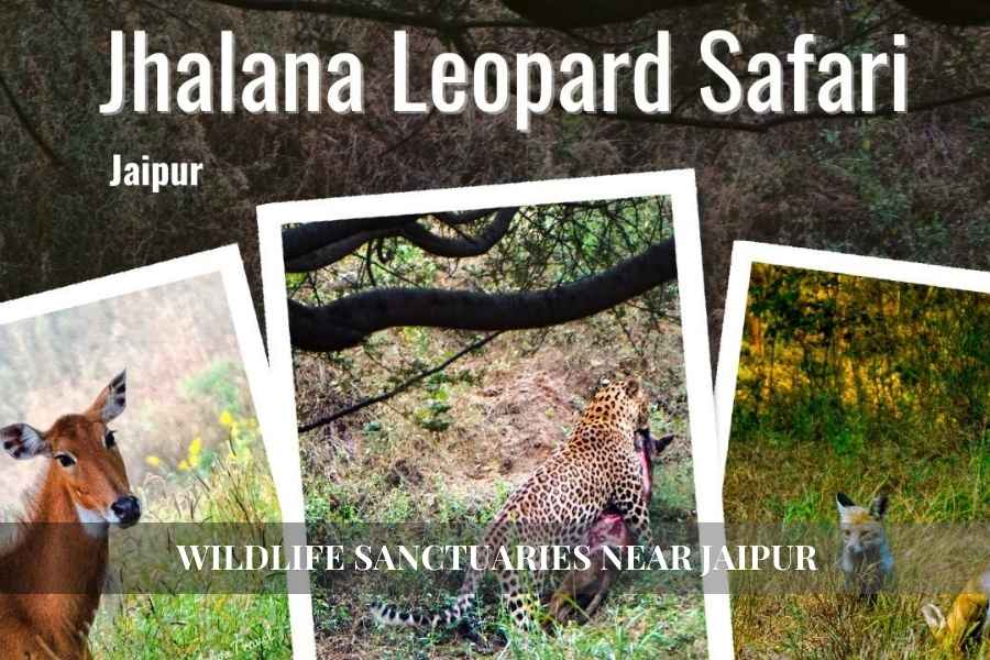 Wildlife Sanctuaries Near Jaipur