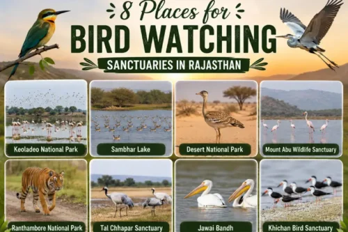 bird-watching-sanctuaries-in-rajasthan